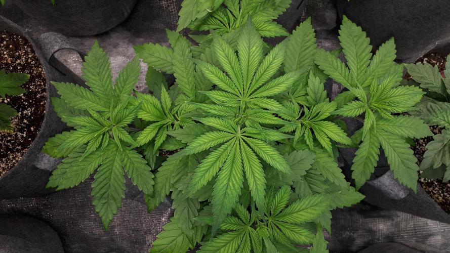 SUPERNATURAL SEEDS = GRAPE GASOLINE. Week 5