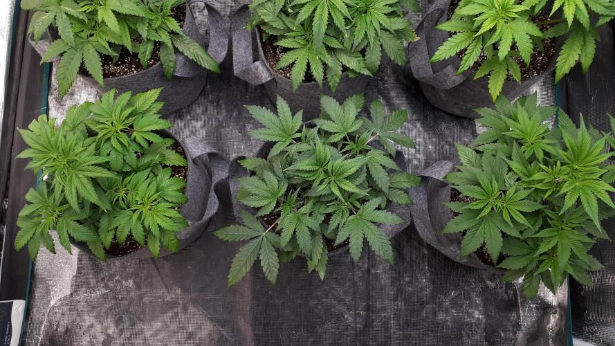 UKHTA SEEDS = CANDY HOUSE. Week 5