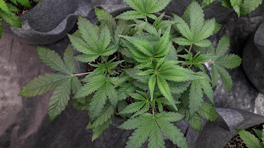 UKHTA SEEDS = CANDY HOUSE. Week 5