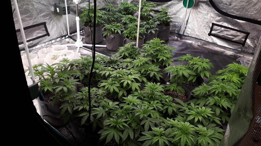Candy House. Week 5