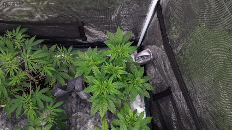 IZI SEEDS = GRANDPA ZOMBIE. Week 5