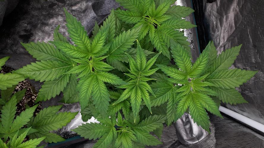 IZI SEEDS = GRANDPA ZOMBIE. Week 5