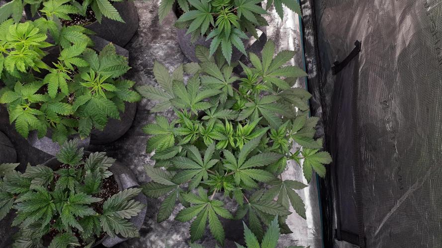 420 FASTBUDS = BISCOTTI GELATO. Week 6