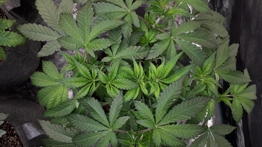 420 FASTBUDS = BISCOTTI GELATO. Week 6