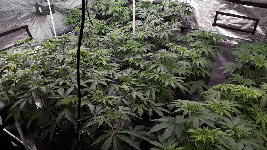 Biscotti Gelato. Week 6