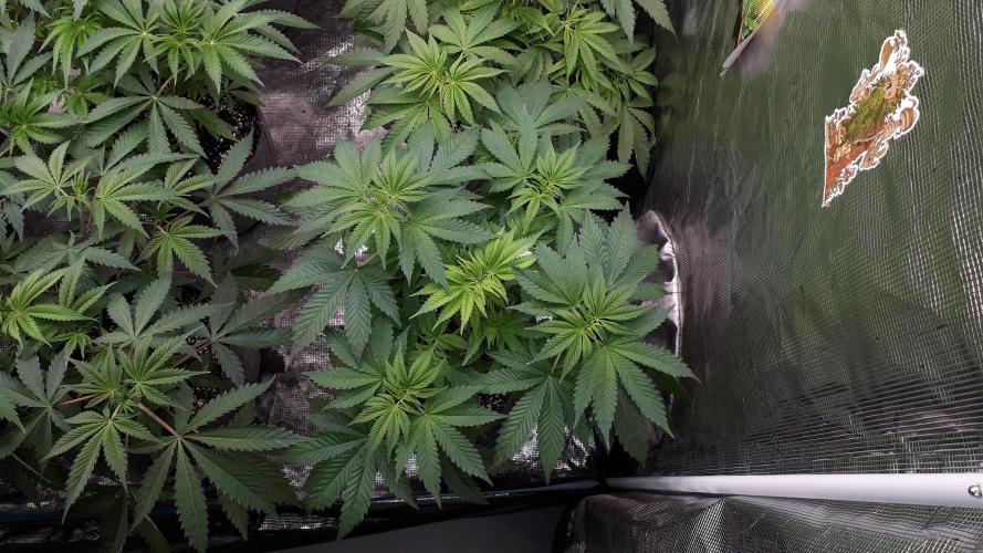 420 FASTBUDS = PAPAYTON. Week 6