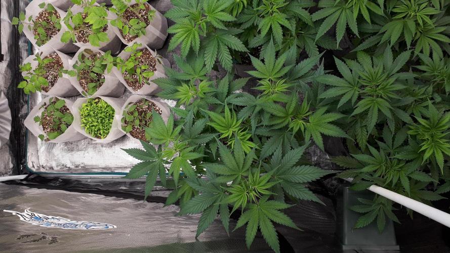 420 FASTBUDS = TROPICANA COOKIES FF. Week 6