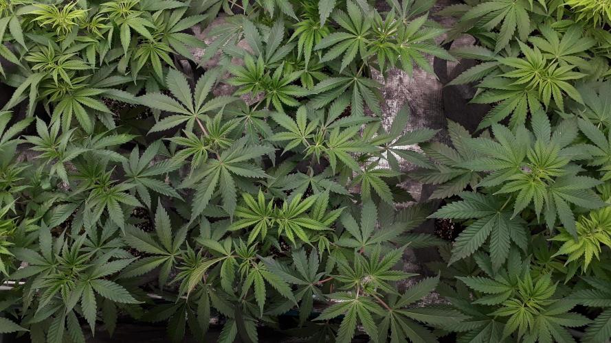 MSNL SEEDS = GORILLA ZKITTLES. Week 6