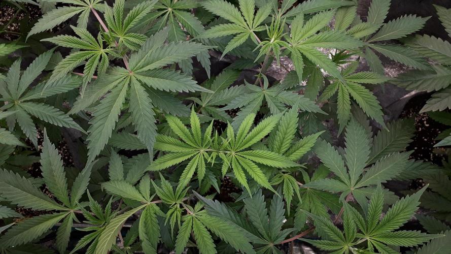 MSNL SEEDS = GORILLA ZKITTLES. Week 6