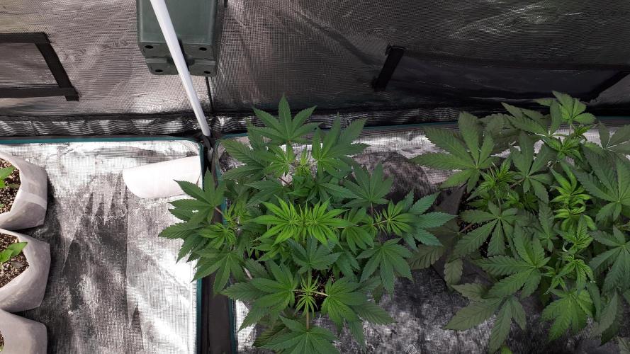 MSNL SEEDS = GRAPE GLACIER. Week 6