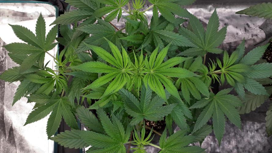 MSNL SEEDS = GRAPE GLACIER. Week 6