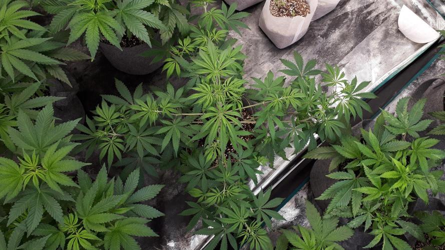 MSNL SEEDS = MIMOSA. Week 6