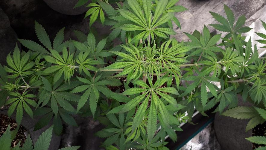 MSNL SEEDS = MIMOSA. Week 6