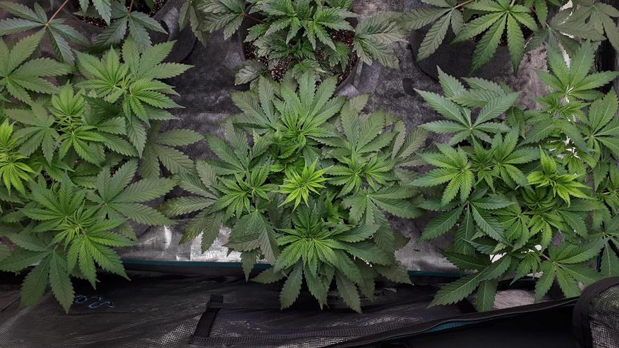 MSNL SEEDS = SKYWALKER OG. Week 6