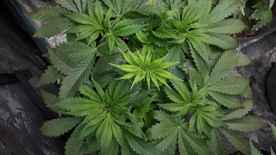 MSNL SEEDS = SKYWALKER OG. Week 6