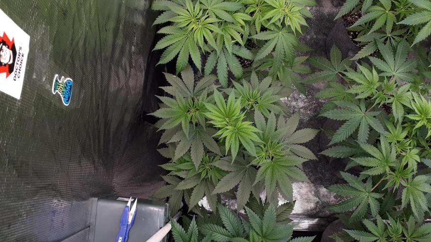 MSNL SEEDS = WHITE TRUFFLE. Week 6