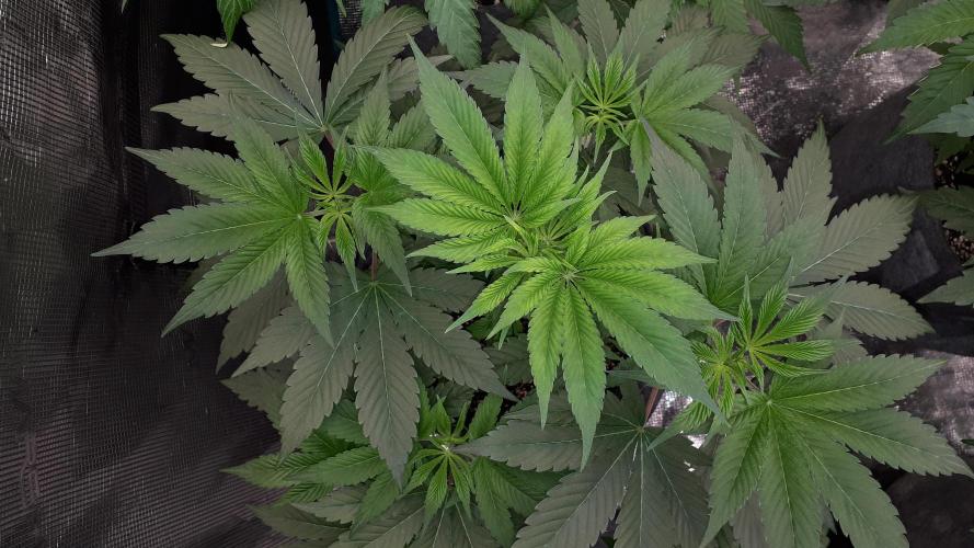 MSNL SEEDS = WHITE TRUFFLE. Week 6
