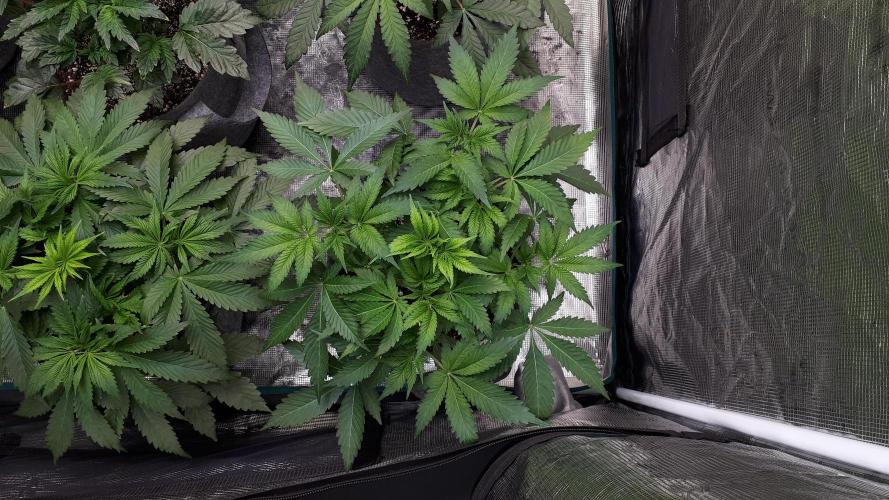 KANNABIA SEEDS = APPLE AND BANANAS. Week 6