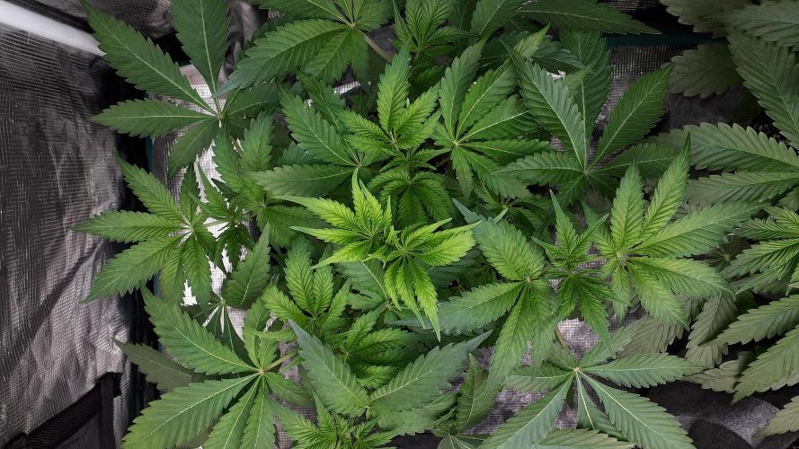 KANNABIA SEEDS = APPLE AND BANANAS. Week 6