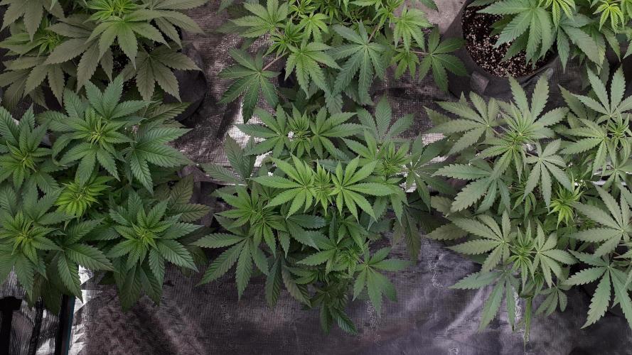 KANNABIA SEEDS = HELLFIRE OG. Week 6