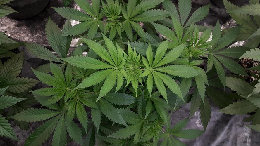 KANNABIA SEEDS = HELLFIRE OG. Week 6