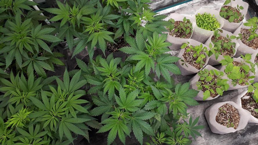 KANNABIA SEEDS = PINK GELATO. Week 6