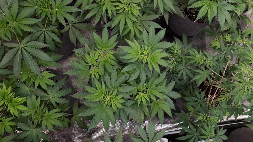 ORIGINAL SENSIBLE = PAPAYA STANK. Week 6