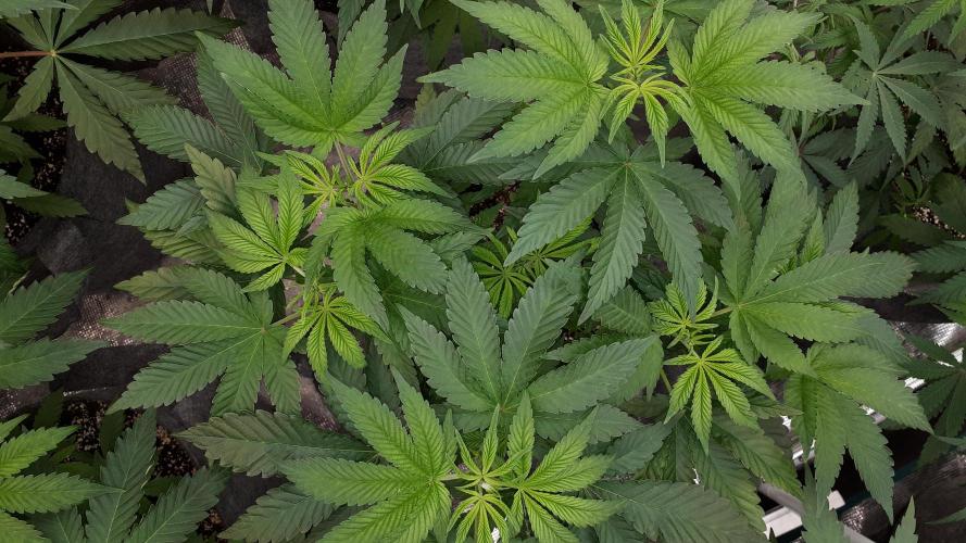 ORIGINAL SENSIBLE = PAPAYA STANK. Week 6