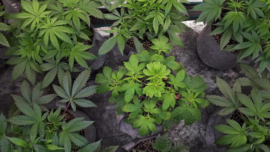 ILGM = GRAPE FANTA. Week 6