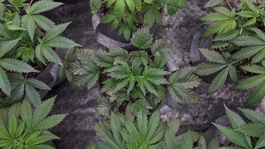 ILGM = TANGIE QUEEN. Week 6
