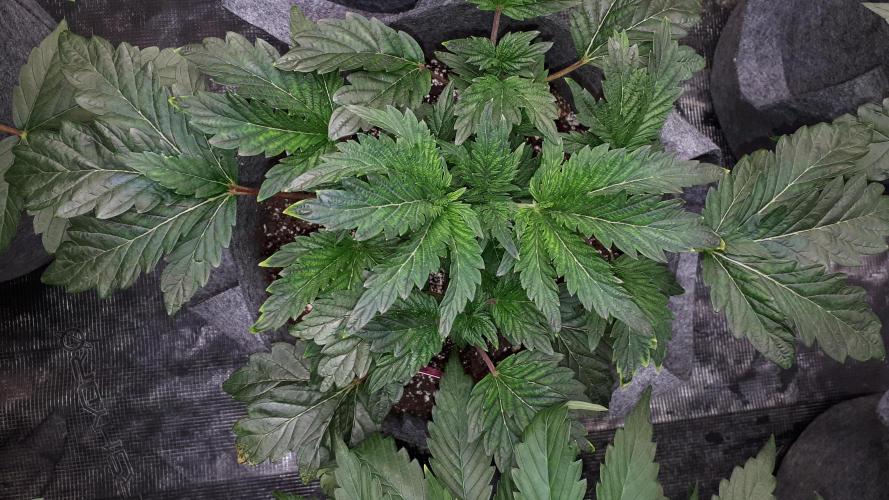 ILGM = TANGIE QUEEN. Week 6