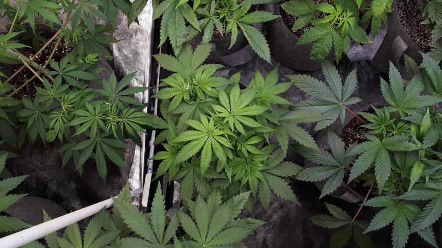 SUPERNATURAL SEEDS = APPLE MAC. Week 6