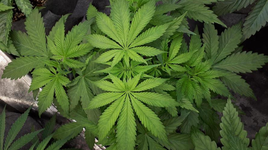 SUPERNATURAL SEEDS = APPLE MAC. Week 6