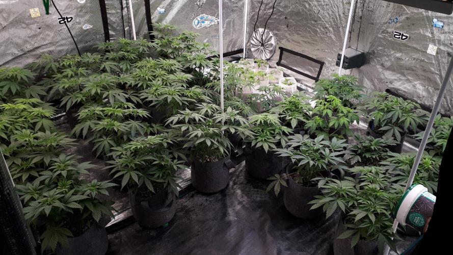 SUPERNATURAL SEEDS = APPLE MAC. Week 6