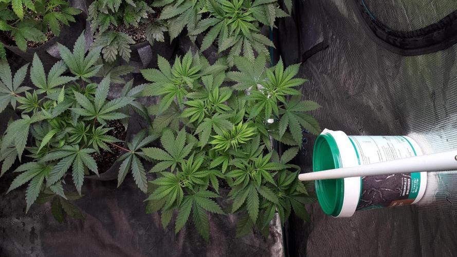 SUPERNATURAL SEEDS = GRAPE GASOLINE. Week 6