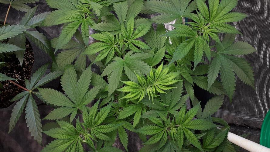 SUPERNATURAL SEEDS = GRAPE GASOLINE. Week 6