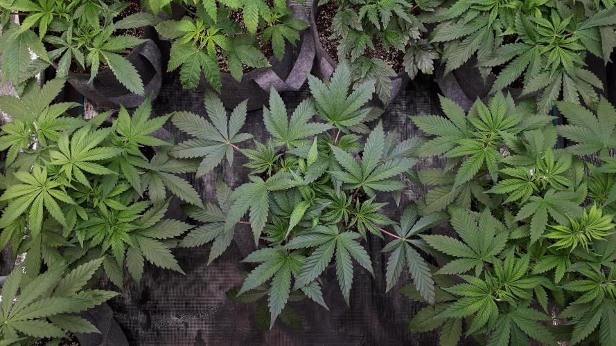 UKHTA SEEDS = CANDY HOUSE. Week 6