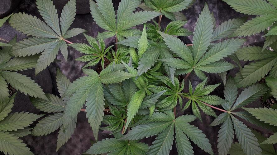 UKHTA SEEDS = CANDY HOUSE. Week 6