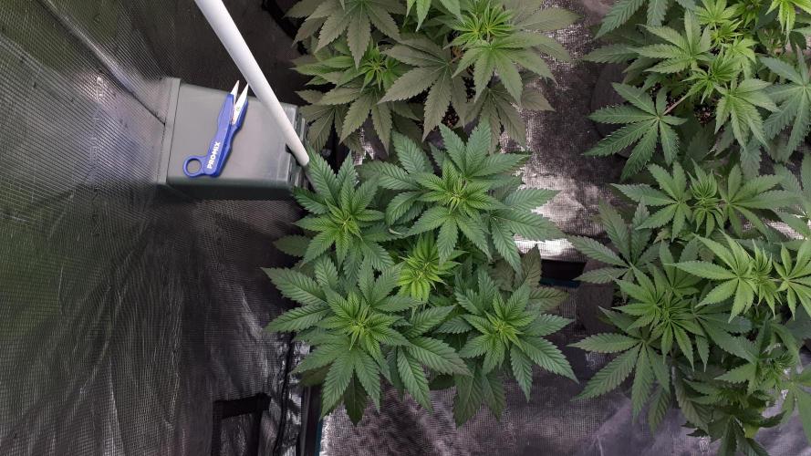 IZI SEEDS = GRANDPA ZOMBIE. Week 6