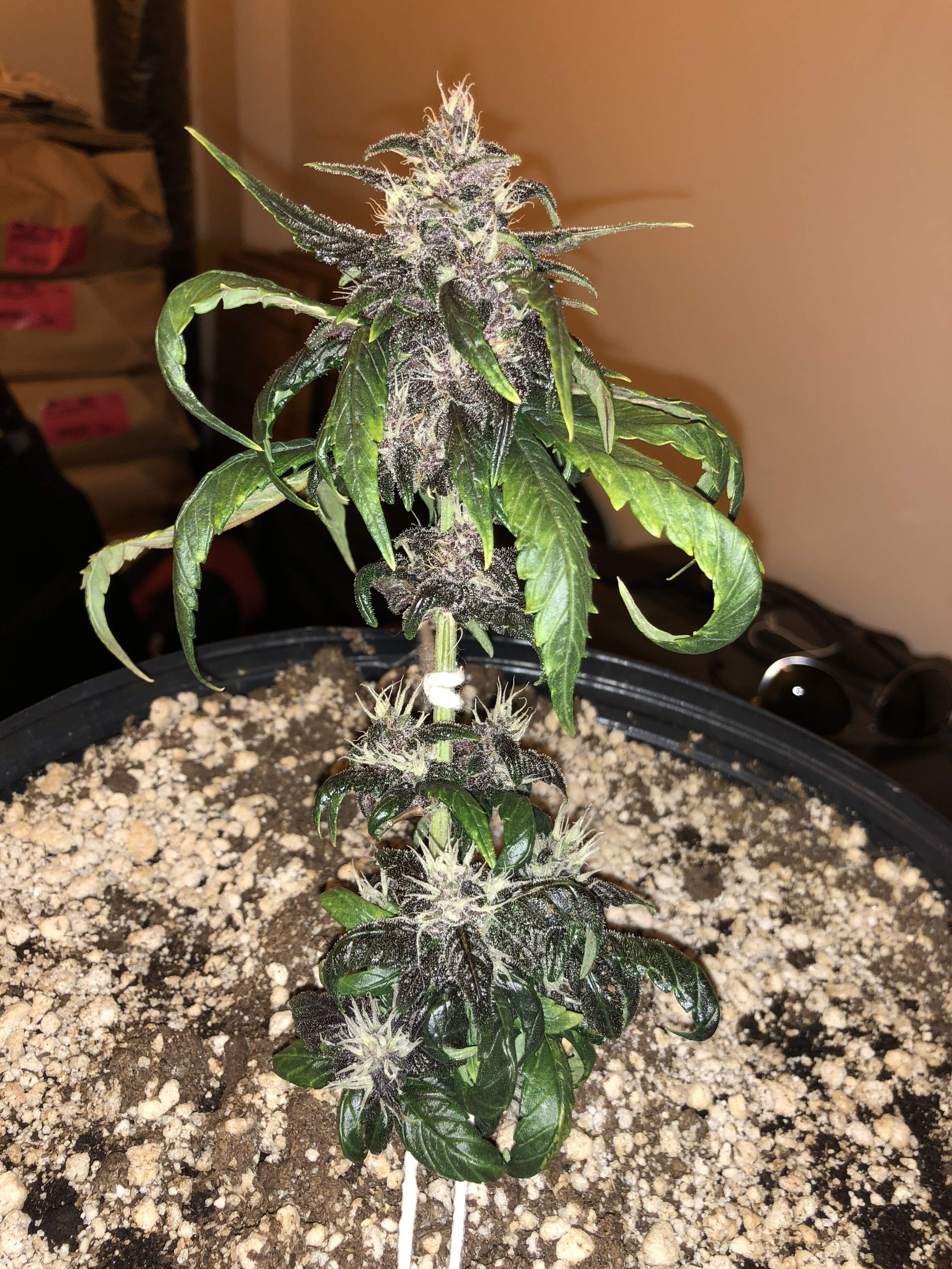 Sweet Seeds Devil Cream Auto® 2 grow diary (journal) week8 by Wurst