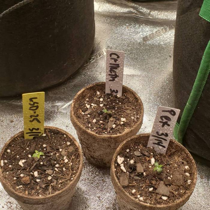 Pex, Lsd25, CrMeth. Week 1