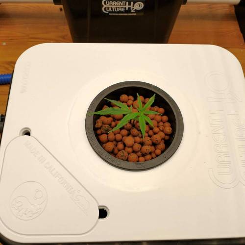 Small Undercurrent Test. Week 1 - Bare root Chocolate Thai clones just put in the system.