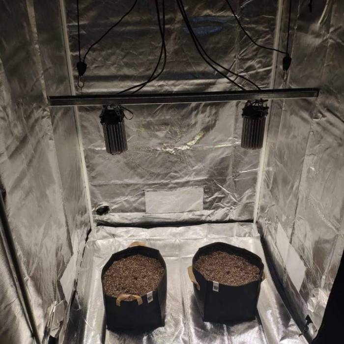 First AUTO grow- BSF GSC - SD. Week 0