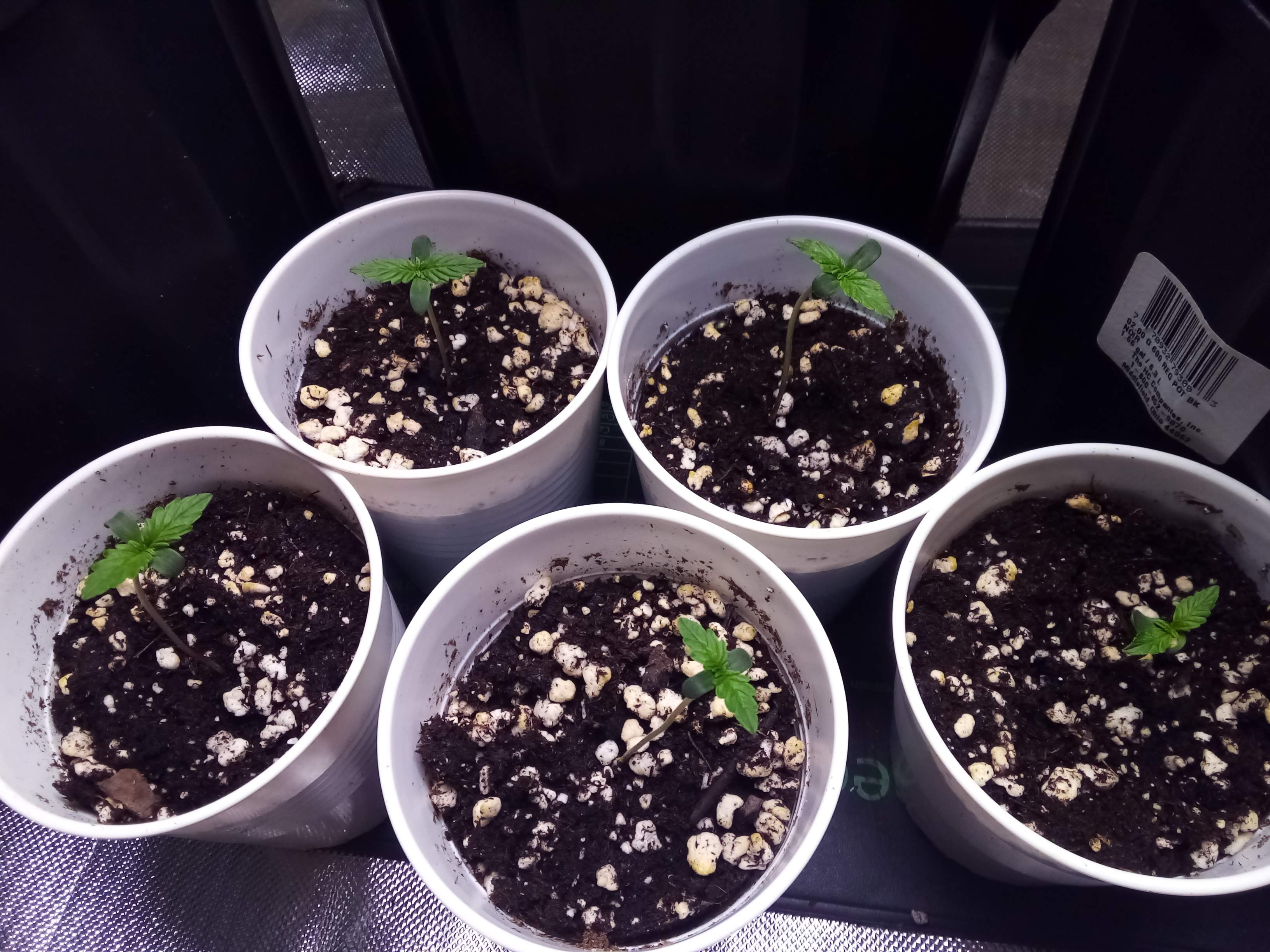 GG 4 Auto Grow Diary journal Week0 By Pete89 GrowDiaries gg-4-auto-grow-diary-journal-week0-by-pete89-growdiaries