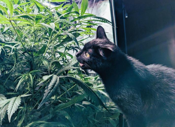 Granada. Week 15 - Pet Contest