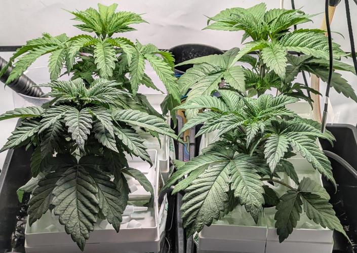 Barney's Angels. Week 3 - 28/03/26  D026 before topping