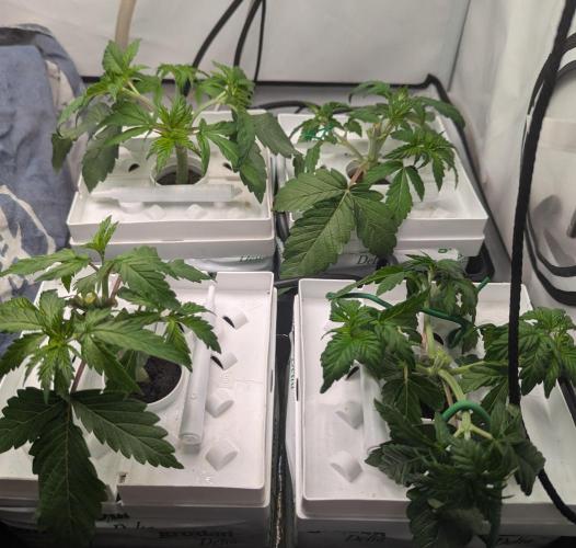 Barney's Angels. Week 3 - 28/03/26  D026 after topping
