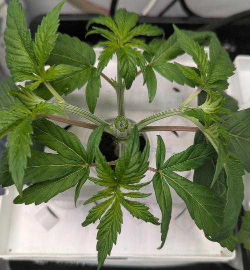 Barney's Angels. Week 3 - 28/03/26  D026 Bruce Banner