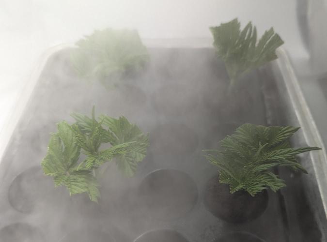 Barney's Angels. Week 3 - 28/03/26  D026 Clones in the fog
