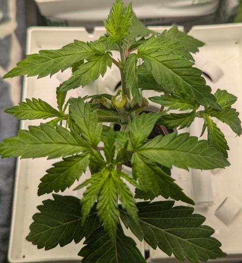 Barney's Angels. Week 3 - 28/03/26  D026 Lemon Cherry Gelato